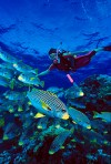 scuba_diving